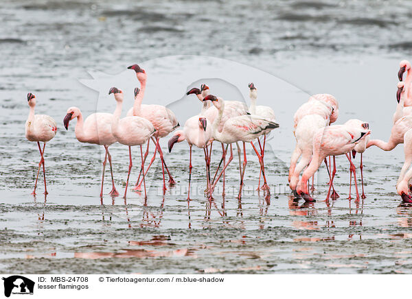 Zwergflamingos / lesser flamingos / MBS-24708