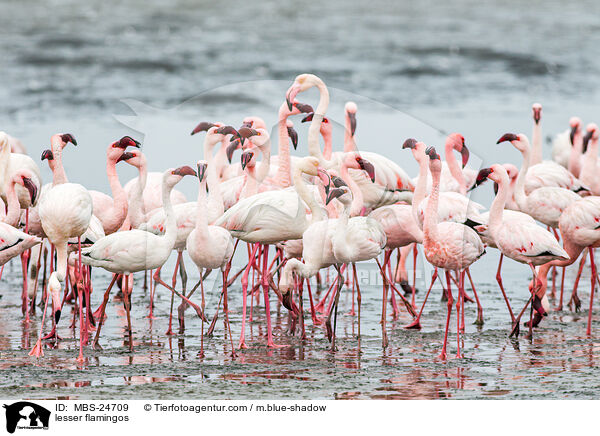 Zwergflamingos / lesser flamingos / MBS-24709