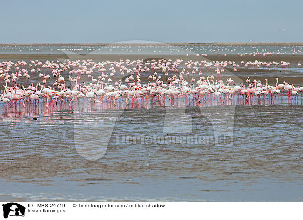 Zwergflamingos / lesser flamingos / MBS-24719