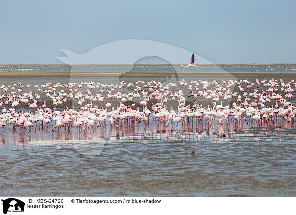 Zwergflamingos / lesser flamingos / MBS-24720