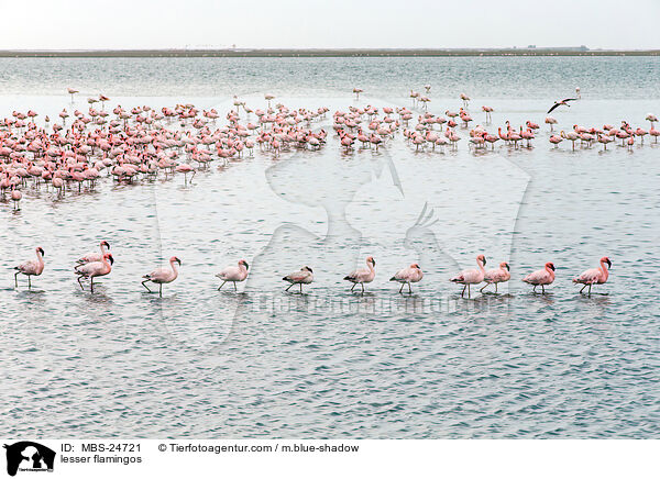 lesser flamingos / MBS-24721