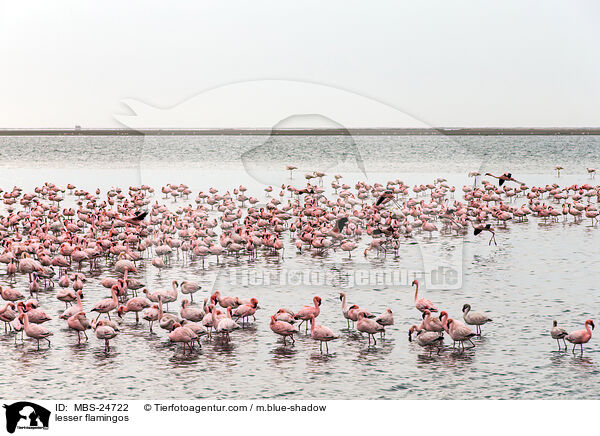 Zwergflamingos / lesser flamingos / MBS-24722