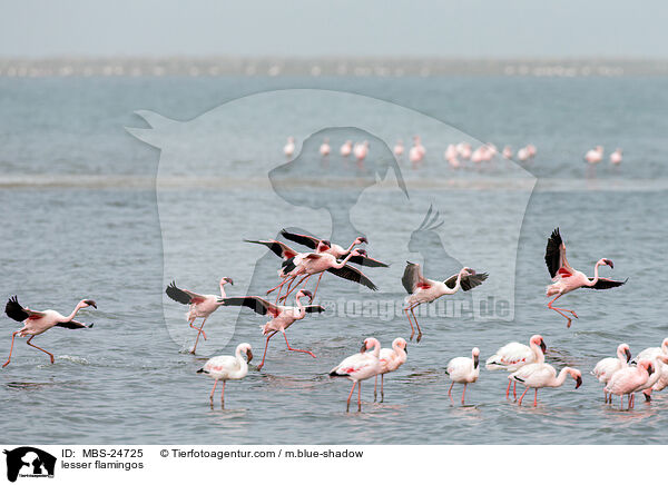 lesser flamingos / MBS-24725