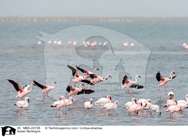 Zwergflamingos / lesser flamingos / MBS-24726