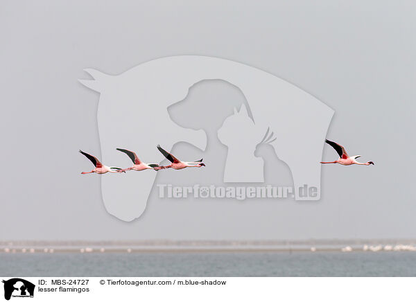 Zwergflamingos / lesser flamingos / MBS-24727