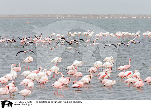 Zwergflamingos / lesser flamingos / MBS-24728