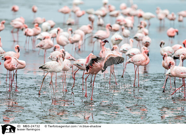 Zwergflamingos / lesser flamingos / MBS-24732