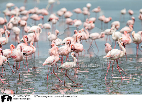 Zwergflamingos / lesser flamingos / MBS-24733