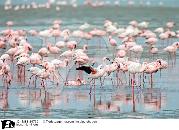 Zwergflamingos / lesser flamingos / MBS-24736