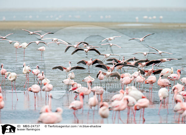 lesser flamingos / MBS-24737