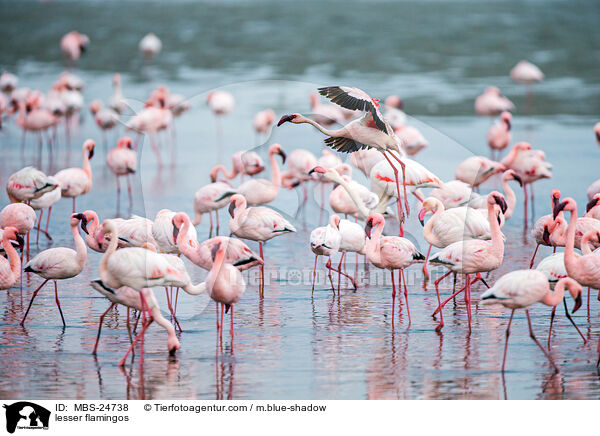 Zwergflamingos / lesser flamingos / MBS-24738