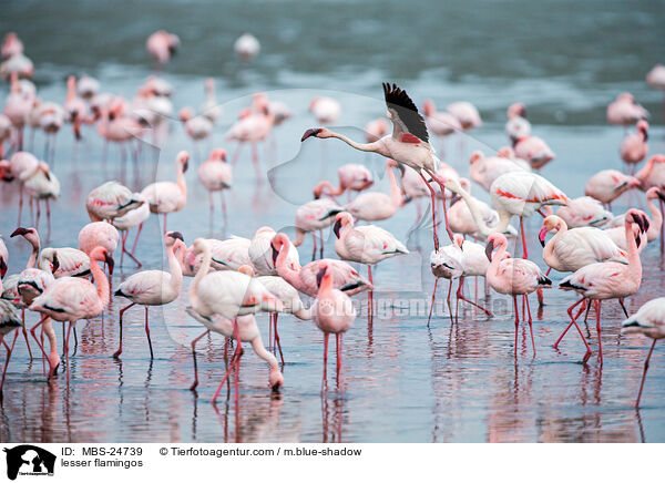 Zwergflamingos / lesser flamingos / MBS-24739