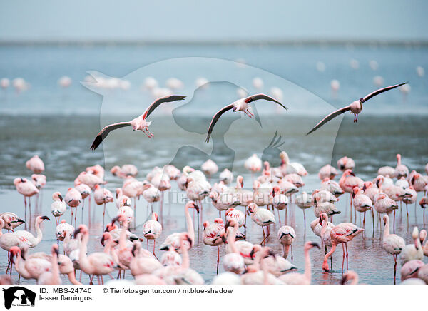 Zwergflamingos / lesser flamingos / MBS-24740