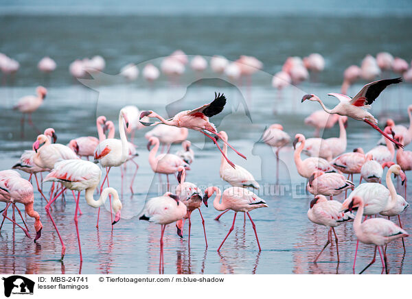 Zwergflamingos / lesser flamingos / MBS-24741