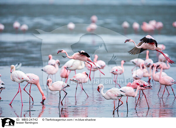 Zwergflamingos / lesser flamingos / MBS-24742