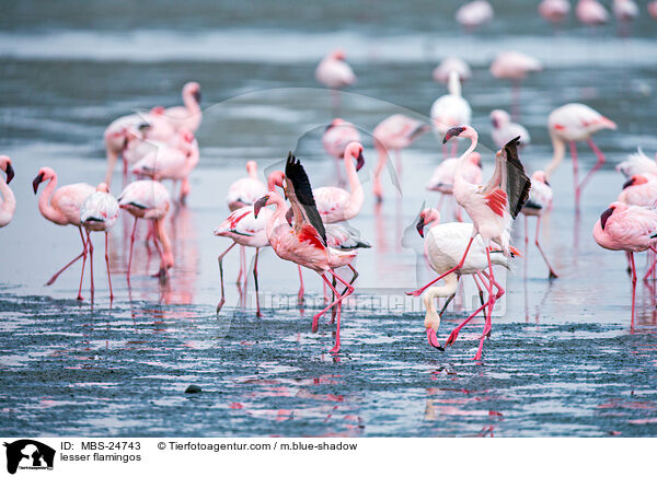 Zwergflamingos / lesser flamingos / MBS-24743