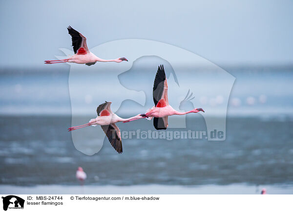 lesser flamingos / MBS-24744