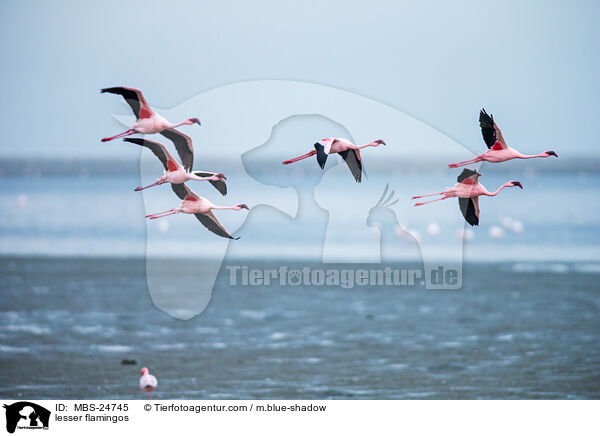 Zwergflamingos / lesser flamingos / MBS-24745