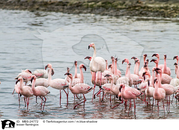 Zwergflamingos / lesser flamingos / MBS-24772