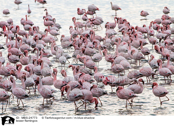 Zwergflamingos / lesser flamingos / MBS-24773
