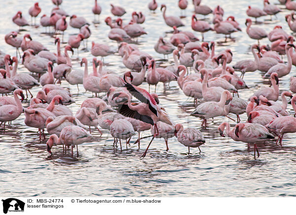 lesser flamingos / MBS-24774