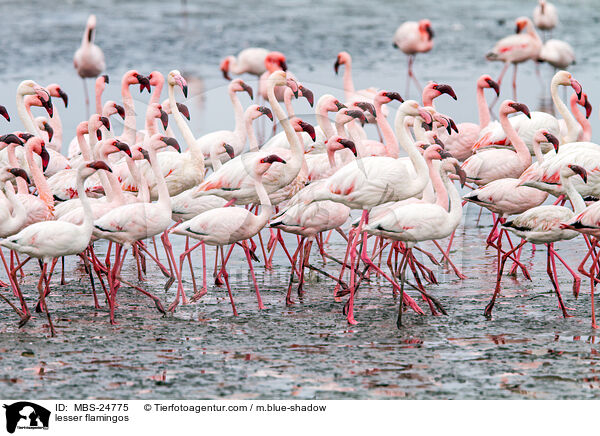 Zwergflamingos / lesser flamingos / MBS-24775