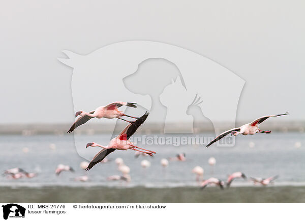 lesser flamingos / MBS-24776