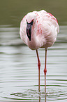 lesser flamingo