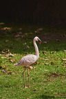 walking Lesser Flamingo