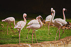 walking Lesser Flamingos