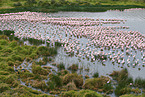 lesser flamingos