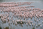 lesser flamingos