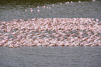 lesser flamingos