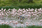 lesser flamingos