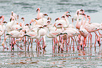 lesser flamingos