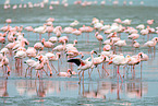 lesser flamingos