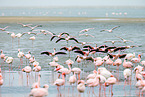 lesser flamingos