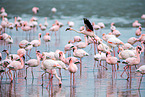 lesser flamingos