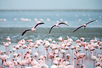 lesser flamingos