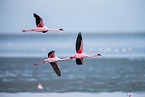 lesser flamingos