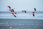 lesser flamingos