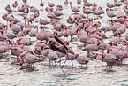 lesser flamingos