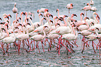 lesser flamingos