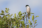 lesser grey shrike