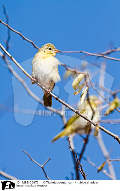 lesser masked weaver / MBS-05973