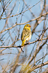 lesser masked weaver