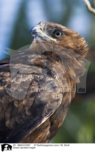 Schreiadler / lesser spotted eagle / MAZ-01697