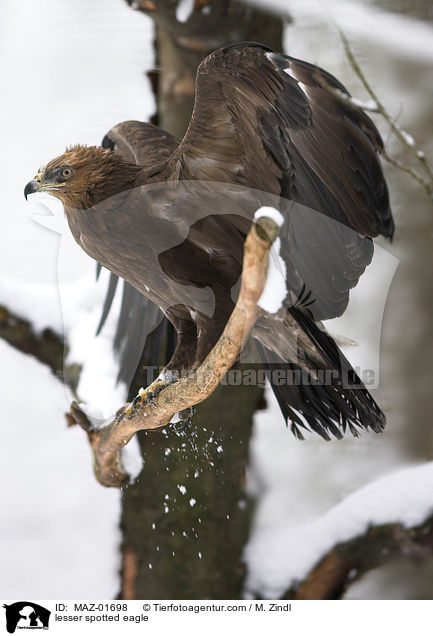 Schreiadler / lesser spotted eagle / MAZ-01698