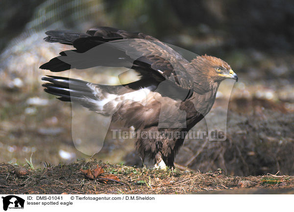 Schreiadler / lesser spotted eagle / DMS-01041