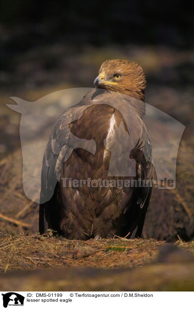 Schreiadler / lesser spotted eagle / DMS-01199